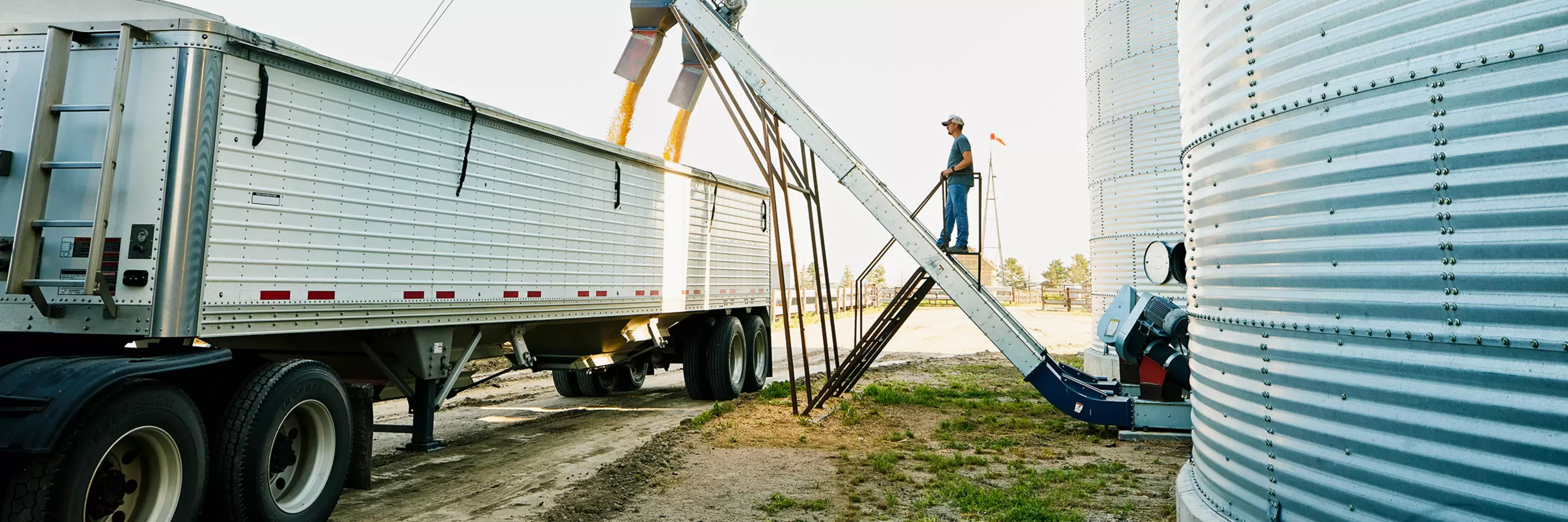 Wide shot of farmer watching semi truck being filled with corn from silos on farm on summer morning.