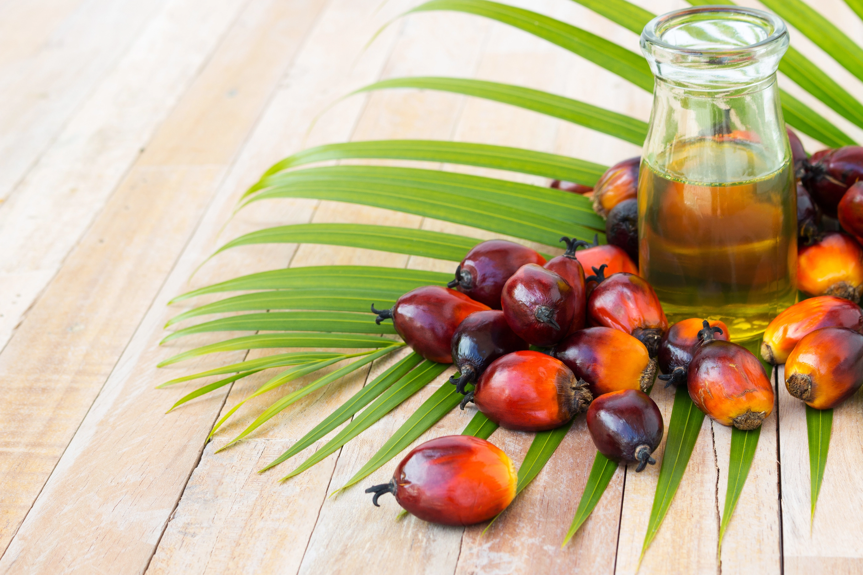 Commercial palm oil cultivation. Since palm oil contains more saturated fats  its use in food. Oil from Elaeis guineensis is also used as biofuel. It is used as a cooking and in packed food products; Shutterstock ID 478816795; Purchase Order: nagasepersonalcare; Job: Personal care; Client/Licensee: nagasepersonalcare