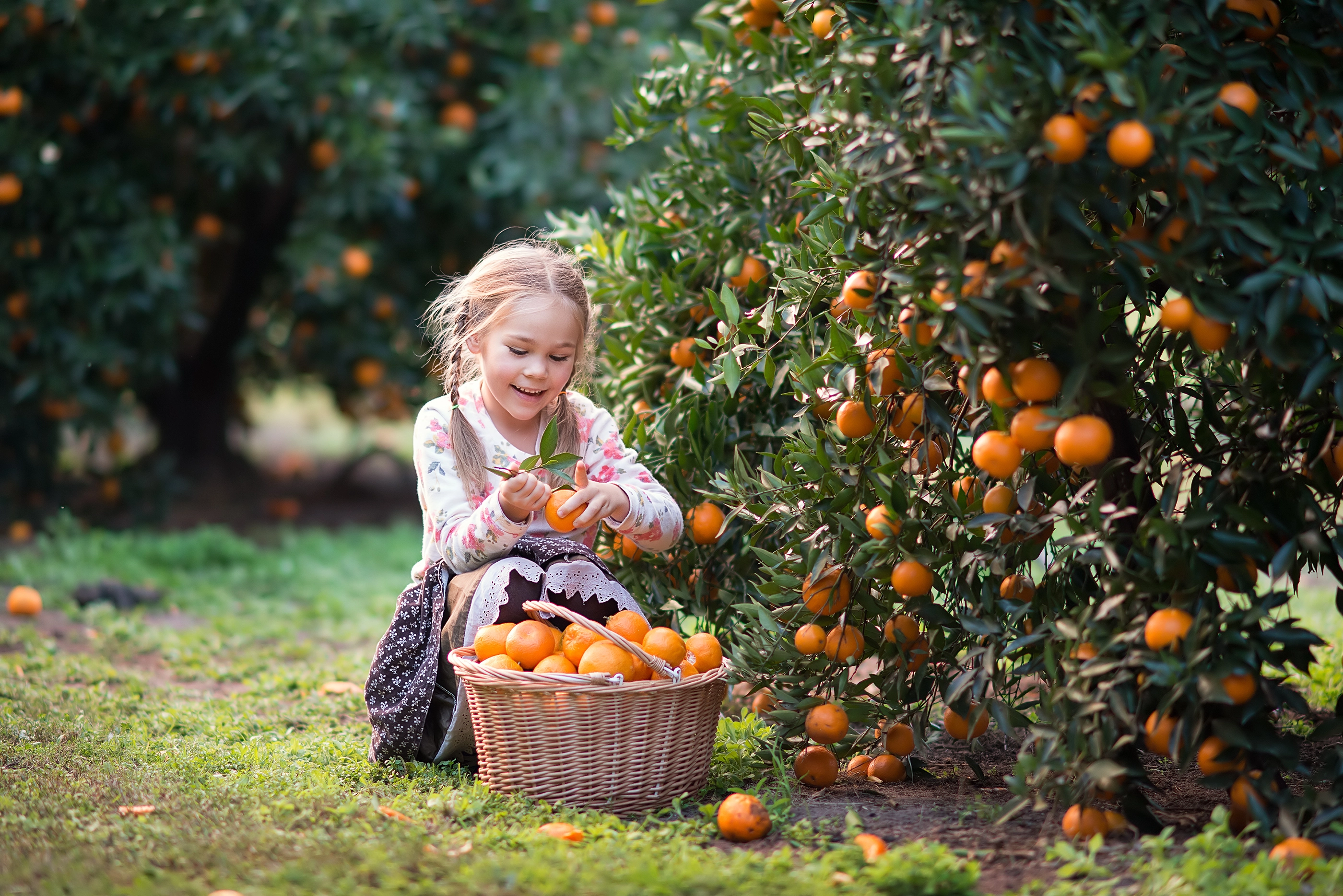 cute child picking harvest of fruit at the farm; Shutterstock ID 215744194; purchase_order: Content; job: ; client: ; other: 